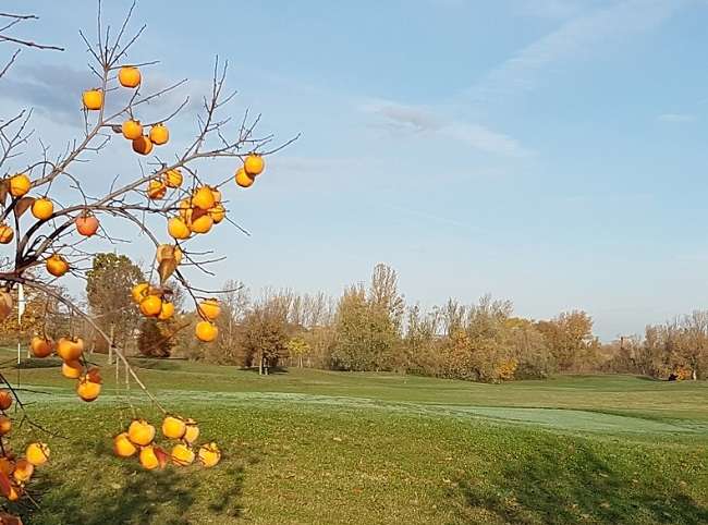 Golf Club Rimini